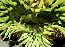 Image result for Anemonenarten