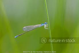 Attēlu rezultāti vaicājumam “Nehalennia speciosa”