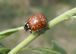 Attēlu rezultāti vaicājumam “Anatis ocellata”