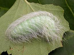 Attēlu rezultāti vaicājumam “Acronicta leporina”