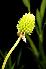 Attēlu rezultāti vaicājumam “Ranunculus lanuginosus bud”