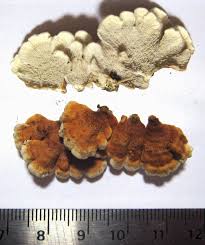 Attēlu rezultāti vaicājumam “Plicaturopsis crispa”