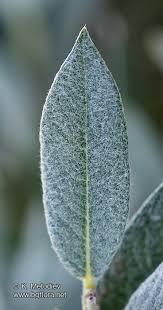 Attēlu rezultāti vaicājumam “Salix lapponum leaf”