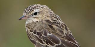 Image result for Anthus godlewskii