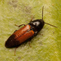 Attēlu rezultāti vaicājumam “Ampedus balteatus”