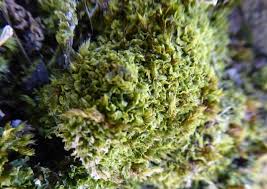 Attēlu rezultāti vaicājumam “Pseudotaxiphyllum elegans macro”