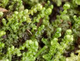 Attēlu rezultāti vaicājumam “Ptilidium ciliare”