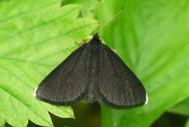 Attēlu rezultāti vaicājumam “Odezia atrata”