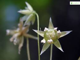 Attēlu rezultāti vaicājumam “Stellaria holostea fruit”