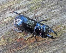 Attēlu rezultāti vaicājumam “Griselda ustomaculana”