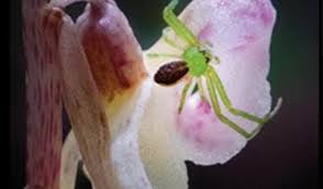 Attēlu rezultāti vaicājumam “Epipogium aphyllum flower”
