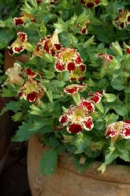 Image result for Mimulus x hybrida