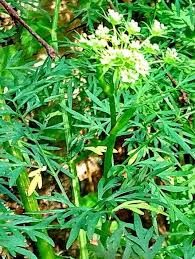 Attēlu rezultāti vaicājumam “Peucedanum palustre”