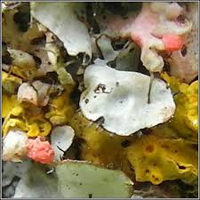 Attēlu rezultāti vaicājumam “Illosporiopsis christiansenii”