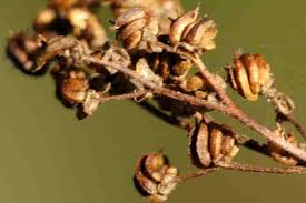 Attēlu rezultāti vaicājumam “Filipendula vulgaris bud”