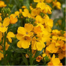 Attēlu rezultāti vaicājumam “Erysimum cheiranthoides flower”