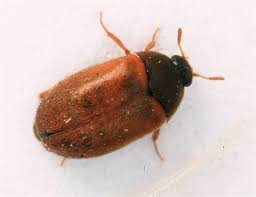 Attēlu rezultāti vaicājumam “Attagenus smirnovi”