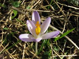 Attēlu rezultāti vaicājumam “Crocus tommasinianus”