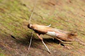 Attēlu rezultāti vaicājumam “Caloptilia stigmatella”