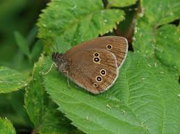 Attēlu rezultāti vaicājumam “Aphantopus hyperantus upperside”