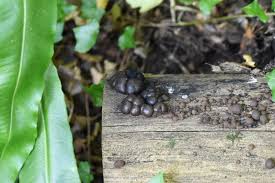 Attēlu rezultāti vaicājumam “Diderma subviridifuscum var. macrospora*”