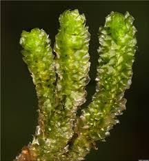 Attēlu rezultāti vaicājumam “Barbilophozia lycopodioides macro”