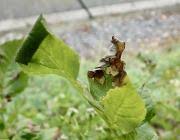 Attēlu rezultāti vaicājumam “Gracillaria syringella larva”