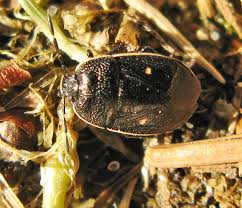 Attēlu rezultāti vaicājumam “Adomerus biguttatus”
