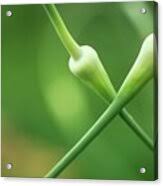 Attēlu rezultāti vaicājumam “Allium sativum bud”