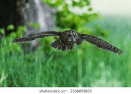 Attēlu rezultāti vaicājumam “Strix aluco”