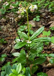 Attēlu rezultāti vaicājumam “Chimaphila umbellata”