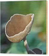 Attēlu rezultāti vaicājumam “Helvella macropus”