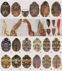 Attēlu rezultāti vaicājumam “Anthrenus sp.”