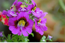 Image result for Schizanthus