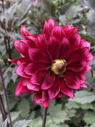 Image result for Dahlia Darkarin`
