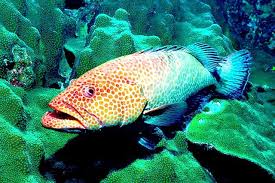 Image result for Epinephelus guttatus