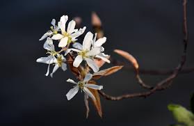 Attēlu rezultāti vaicājumam “Amelanchier spicata flower”
