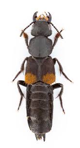 Attēlu rezultāti vaicājumam “Platydracus fulvipes”