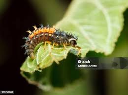 Attēlu rezultāti vaicājumam “Nematus salicis larva”