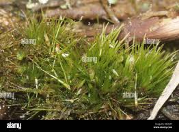Attēlu rezultāti vaicājumam “Campylopus pyriformis sporophyte”