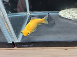 Image result for 出目金