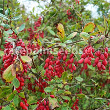 Attēlu rezultāti vaicājumam “Berberis vulgaris”