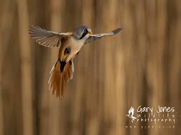 Attēlu rezultāti vaicājumam “Panurus biarmicus”