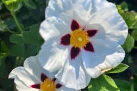 Attēlu rezultāti vaicājumam “Cistaceae”