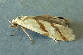 Attēlu rezultāti vaicājumam “Aethes margaritana”