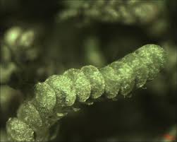 Attēlu rezultāti vaicājumam “Leiocolea collaris”