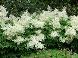 Image result for Aruncus dioicus