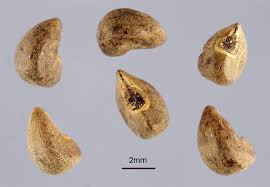 Attēlu rezultāti vaicājumam “Reticularia lobata young”