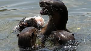 Image result for Worthing Otters