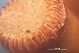 Attēlu rezultāti vaicājumam “Pogonatum urnigerum macro”